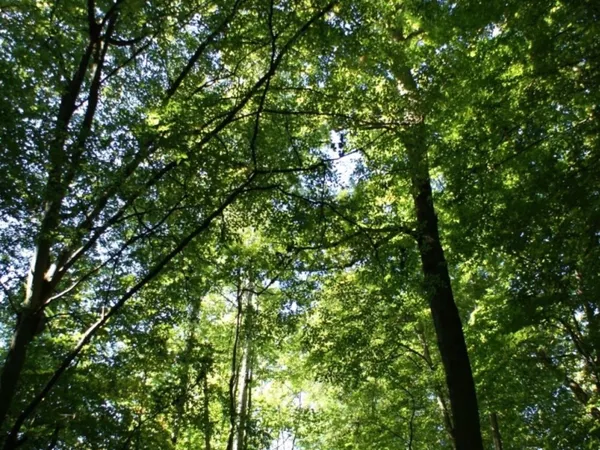 Terrain forestier