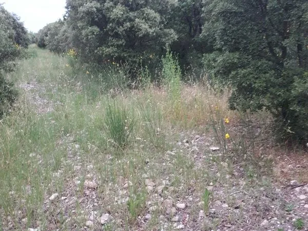 Terrain boisé