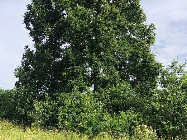 Terrain de loisirs 2,5HA
