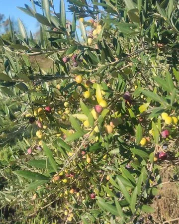 Vendre jardin de loisirs
