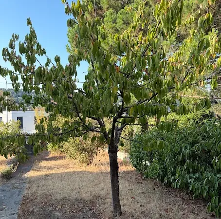 Terrain 385 m²