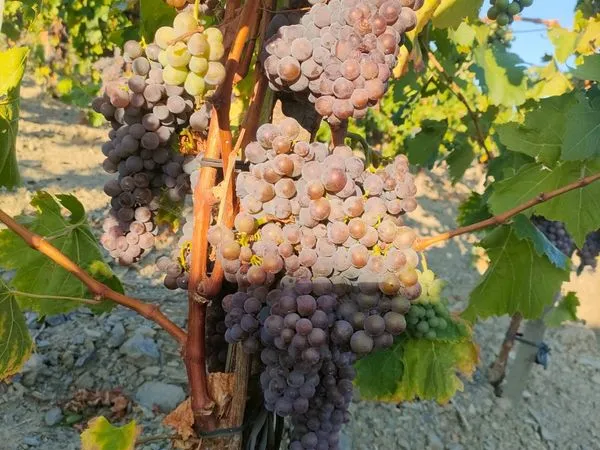 Domaine viticole bio