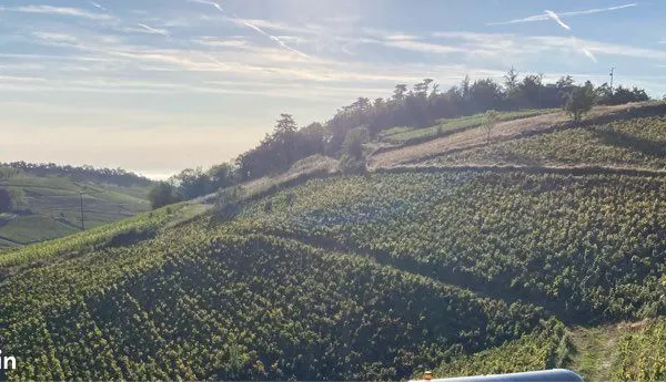Vignes AOP FLEURIE - 1,35 ha - Lieu dit Montgenas - Beaujolais