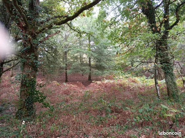 Parcelle de bois de 1 ha 11 ares