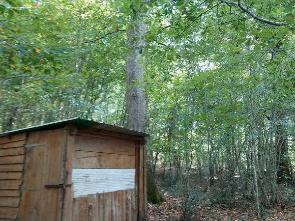 Terrain avec Bois de chênes