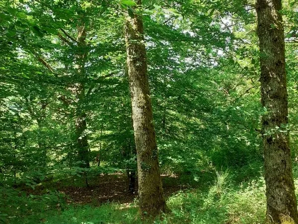 Parcelle forêt-Villiers en Morvan