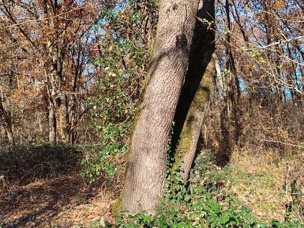 Parcelle de bois