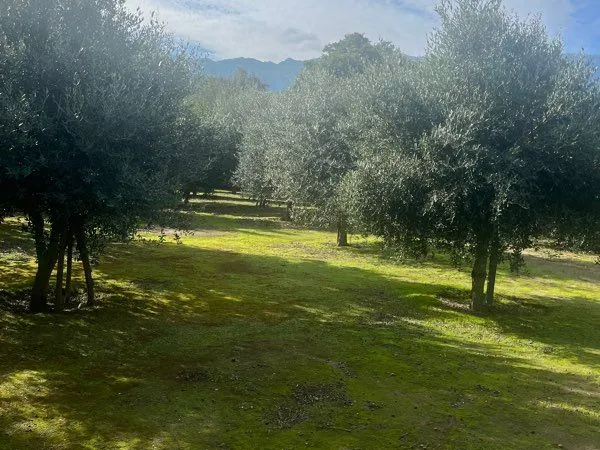 Terrain de loisirs 2300 m2