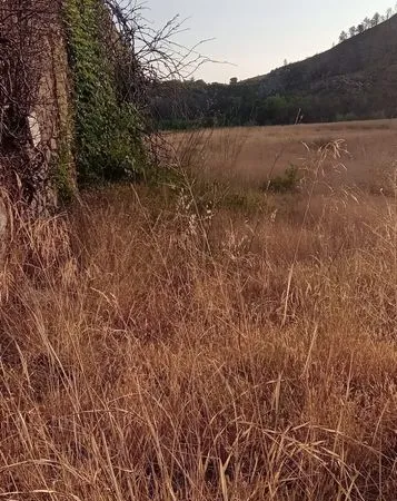 Terrain agricole avec cabanon