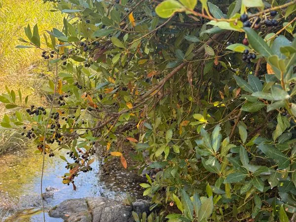 2 parcelles en zone naturelle - vue château de Grimaud