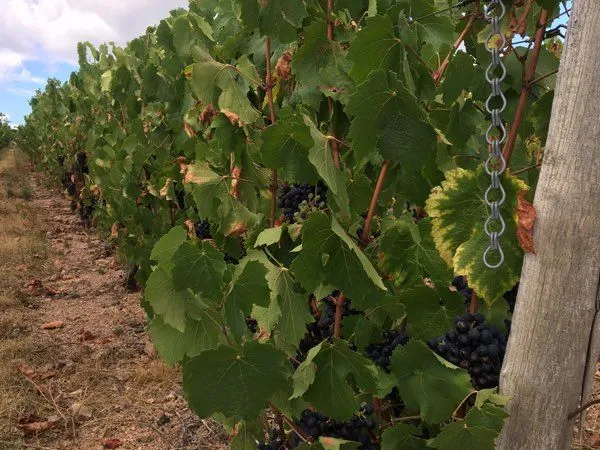 Vignes AOC Fleurie