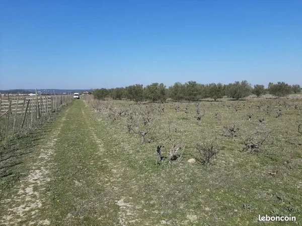 Terrain agricole avec oliviers et vignes