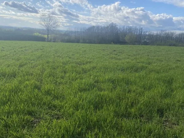 Terrain 2339 m²
