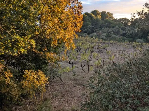 Vente terrain agricole