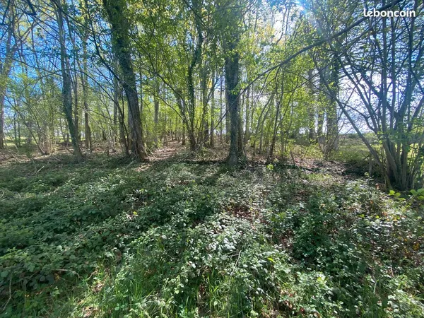 Terrain constructible