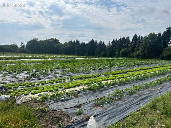 Ferme maraîchère,maraîchage bio
