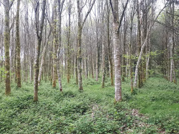Terrain Boisé