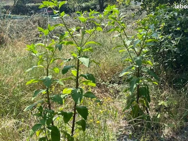 Terrain 684 m² Biganos