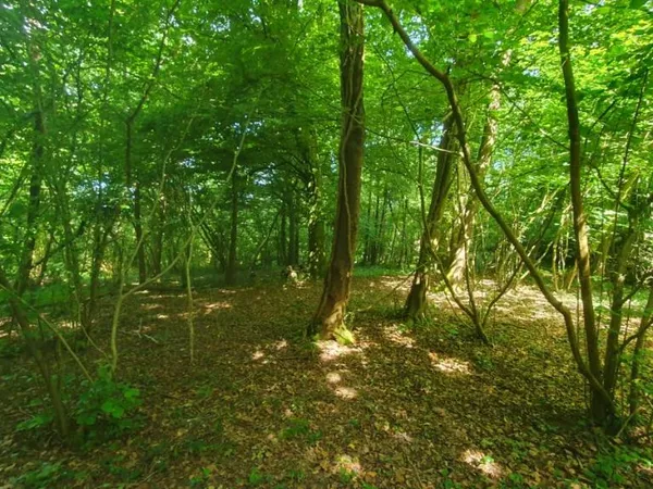 Terrain 78166 m²