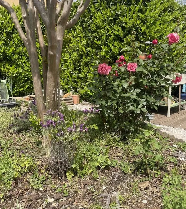 Photo 12