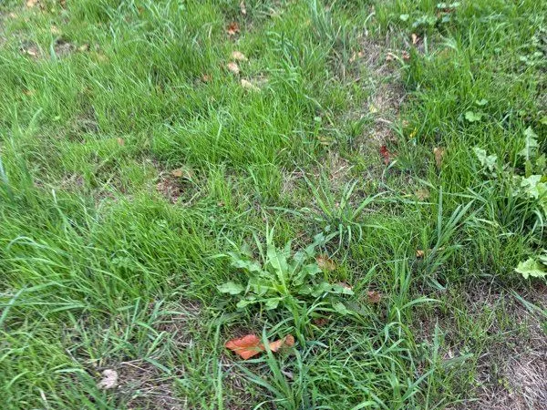 Terrain jardinage ou loisir