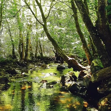 Propriété Forestière de 14.60 Hectares