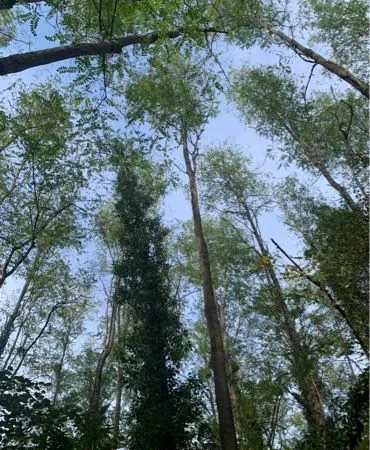Terrain boisé