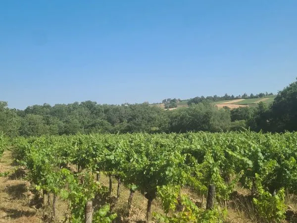 Parcelle de vigne