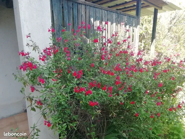 Location maison meublée avec jardin