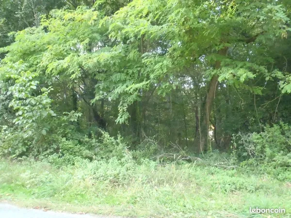 Parcelles boisees