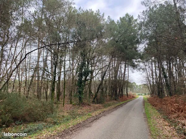2 Terrains boisés NC (Châtaigniers et pins) situés à Cournon 56200 (proche du terrain de foot) limit