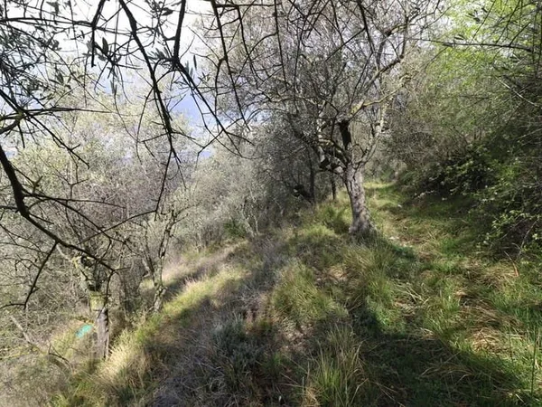 Terrain de loisirs de 1,985m2 avec nombreux oliviers.