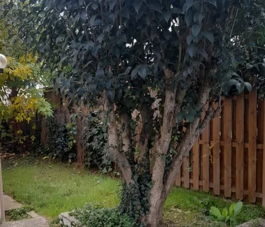 Vente maison ville purpan avec jardin