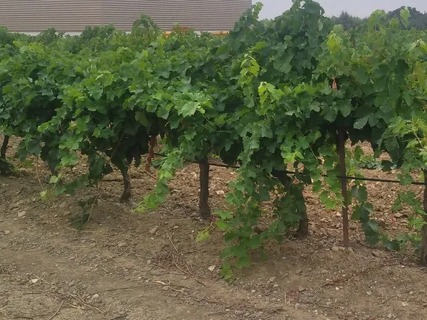 7 ha vignes irriguées