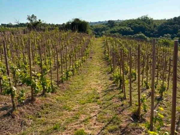 Parcelles en AOP Saint-Joseph à vendre