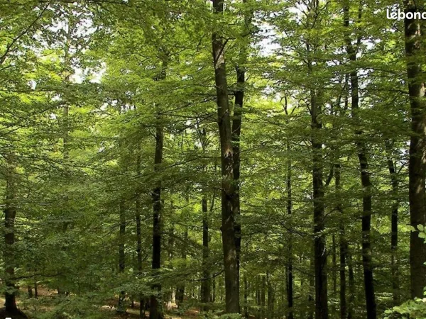 Terrain de loisirs, jardin, permaculture...