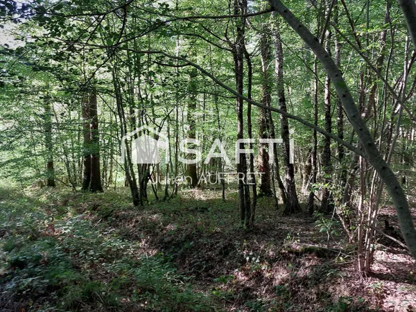 Belle parcelle de bois entretenue