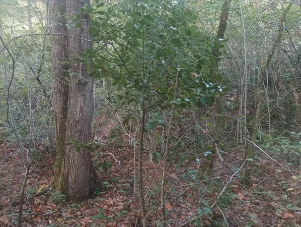 Petite foret