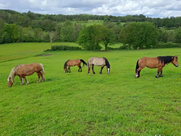 Terrain chevaux, elevage