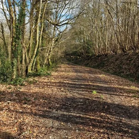 Terrain boisé