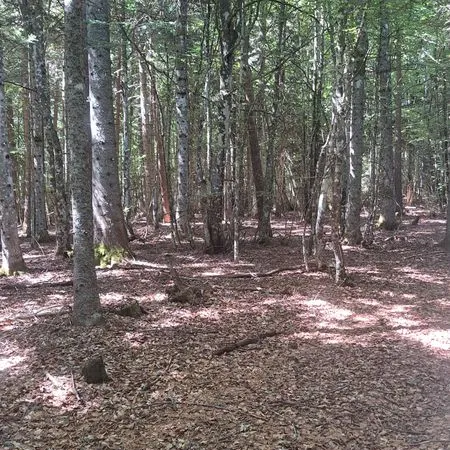 Parcelles boisées