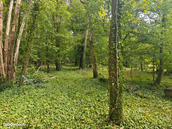 🏹 Parcelle boisée à louer - poste à pigeon - secteur ailly sur noye