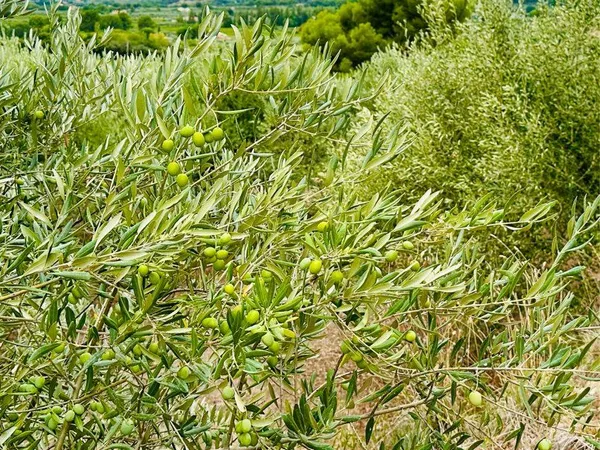 Terrain agricole, chênes, arbres fruitiers, oliviers