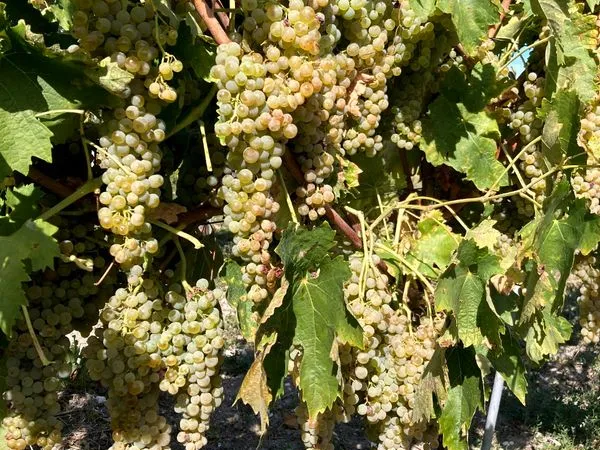 Vignes 7 ans fin bois aoc cognac
