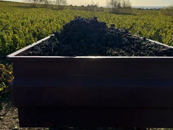 Villie Morgon loue vigne