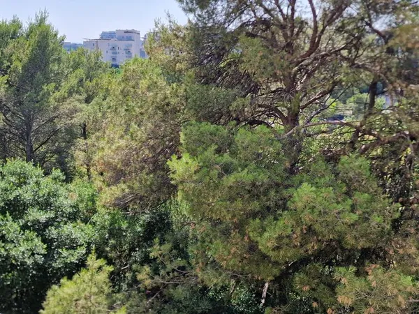 T4 101m² terrasse 30 m² donnant sur le parc de la Lironde