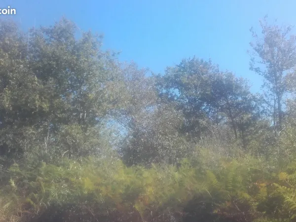 Terrain forêt