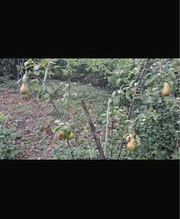 Terrain 450 m² arboré avec arbres fruitiers