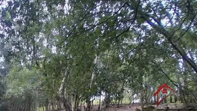 Terrain à batir arboré de 1500 m2 à ALATA