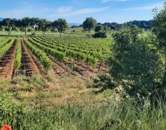 Parcelle de vigne